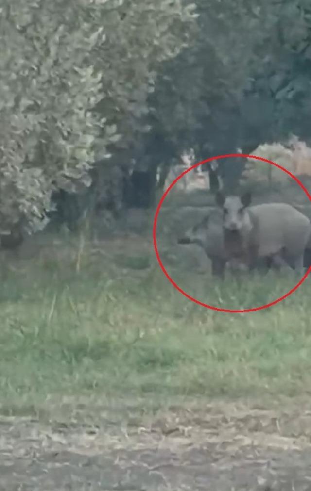 İznik G&ouml;l&uuml; sahil yoluna inen yaban domuzu s&uuml;r&uuml;s&uuml; kamerada 1