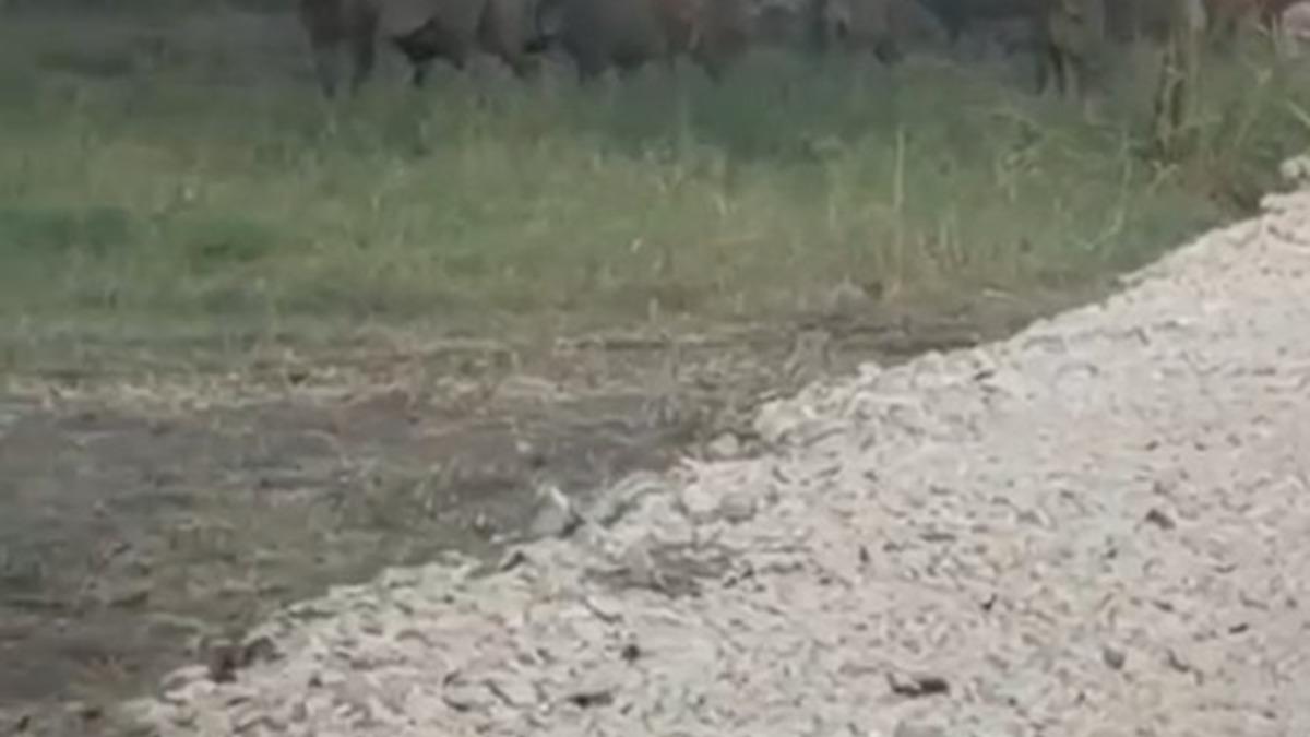 İznik Gölü sahil yoluna inen yaban domuzu sürüsü kamerada - Güncel Haberler