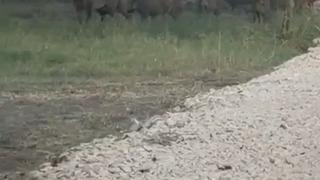 İznik Gölü sahil yoluna inen yaban domuzu sürüsü kamerada
