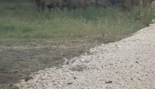 İznik G&ouml;l&uuml; sahil yoluna inen yaban domuzu s&uuml;r&uuml;s&uuml; kamerada