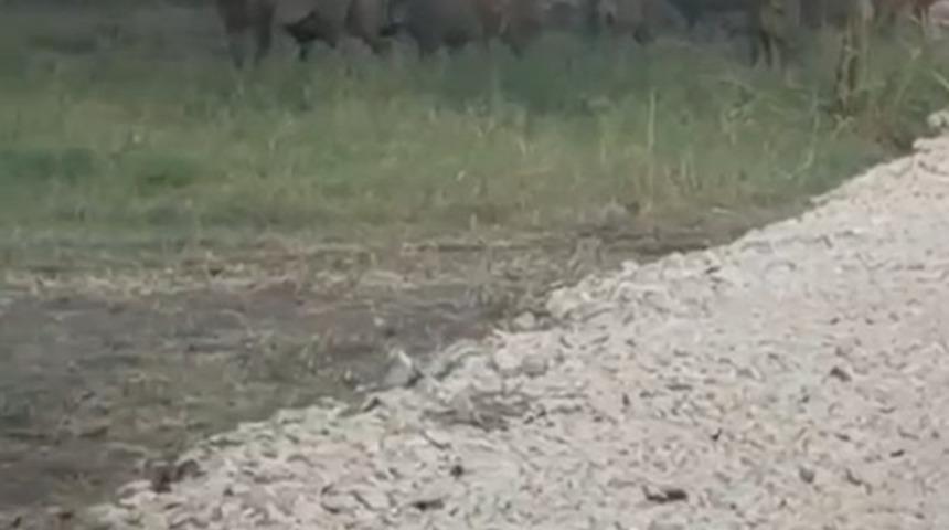 İznik G&ouml;l&uuml; sahil yoluna inen yaban domuzu s&uuml;r&uuml;s&uuml; kamerada