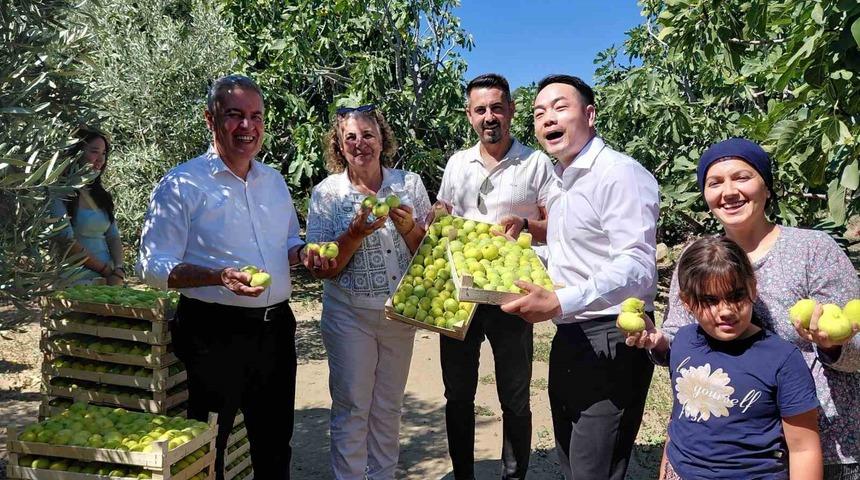&Ccedil;inli fenomen &ccedil;ift Aydın incirine hayran kaldı