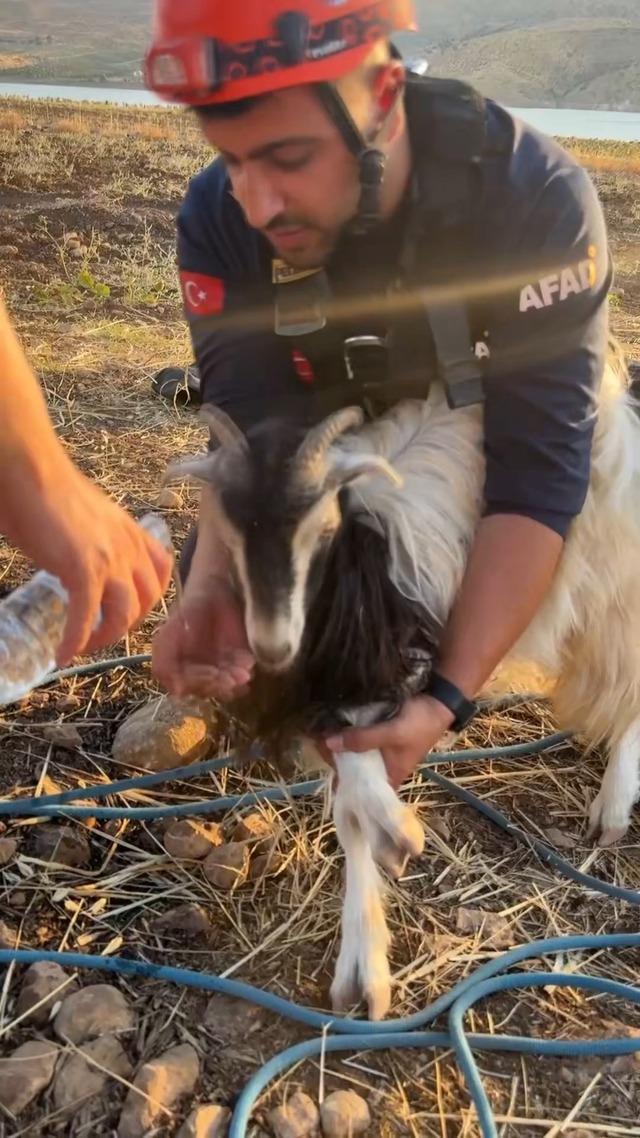 Obrukta mahsur kalan keçiyi AFAD ekipleri kurtardı 6