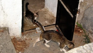 Şanlıurfa'da sarnıca d&uuml;şen kedi yavrusu kurtarıldı