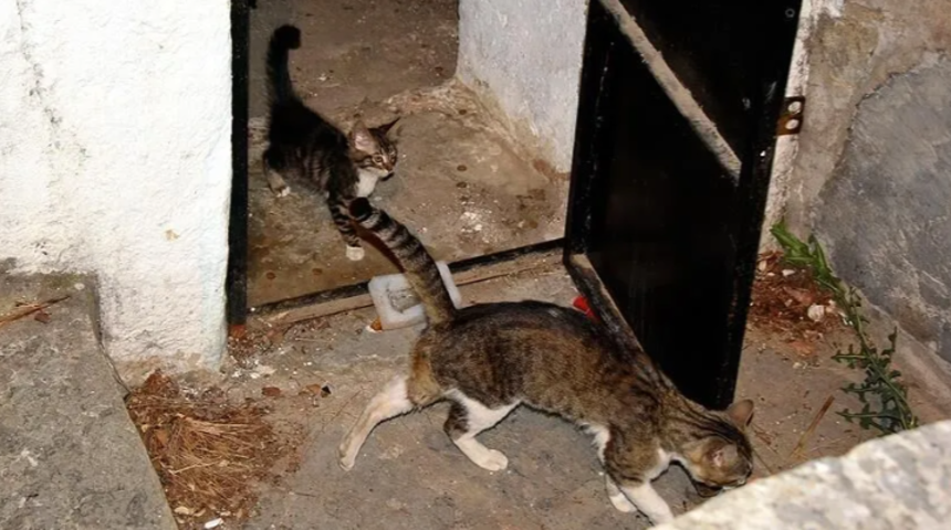 Şanlıurfa'da sarnıca d&uuml;şen kedi yavrusu kurtarıldı