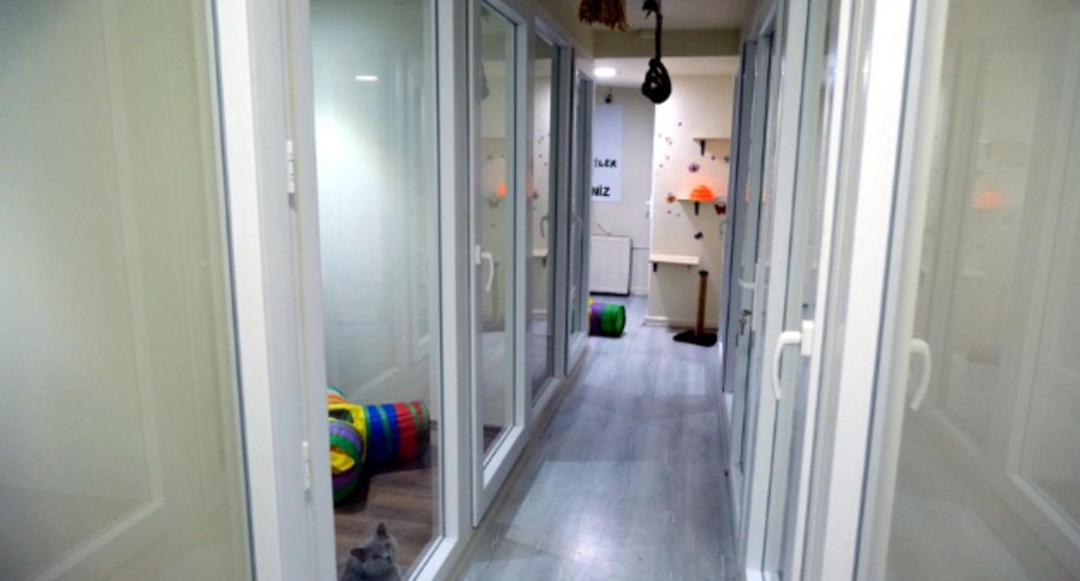 Ankara’da kedi oteli arayanlar için yeni nesil konaklama: Suit oda, bireysel bakım ve kontrollü konaklama 1