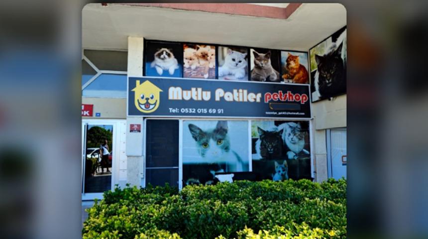 Ankara&rsquo;da kedi oteli arayanlar i&ccedil;in yeni nesil konaklama: Suit oda, bireysel bakım ve kontroll&uuml; konaklama