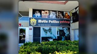 Ankara’da kedi oteli arayanlar için yeni nesil konaklama: Suit oda, bireysel bakım ve kontrollü konaklama