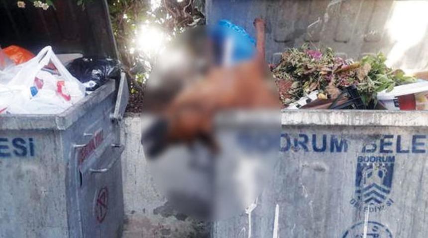 Öldürülüp çöpe atılan köpekler Bodrum’u ayağa kaldırdı