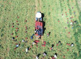 Torbalı Ovası'nda domates hasadı başladı