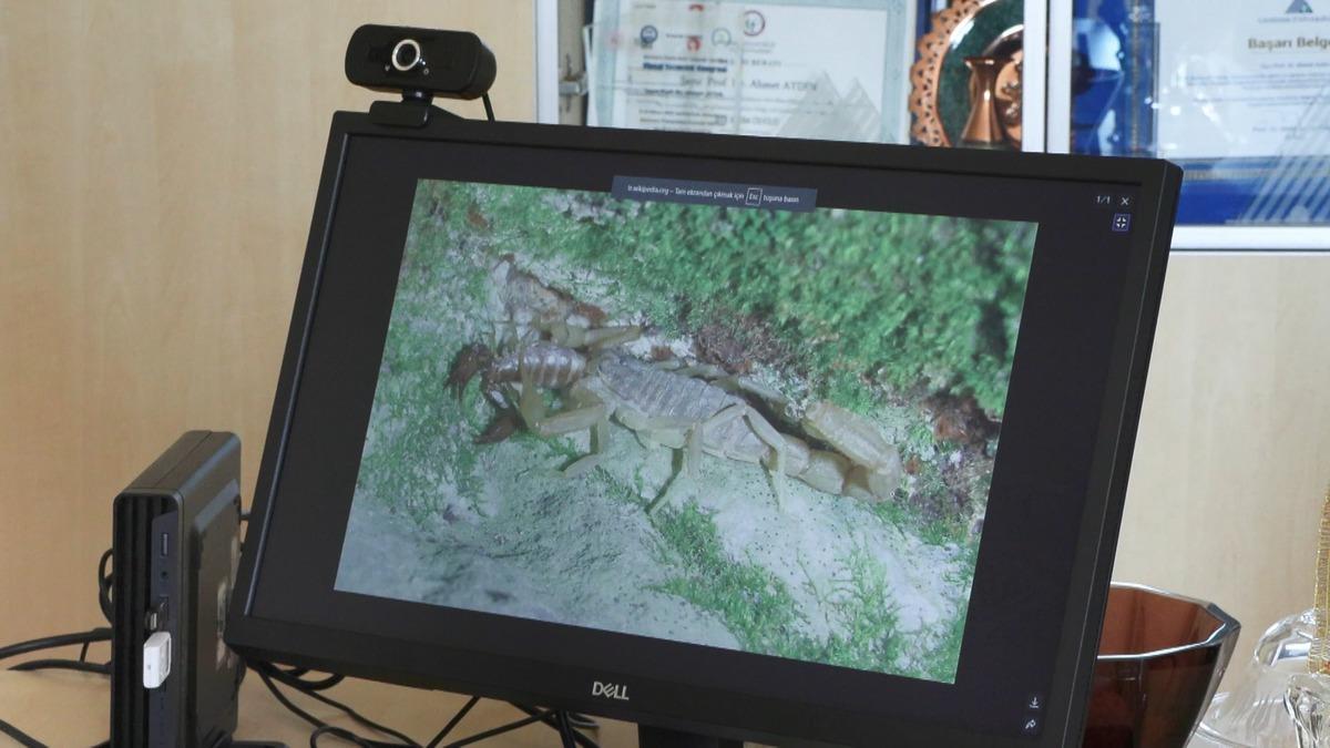 İstanbul da dev &ccedil;ekirgelerden sonra yeni alarm: Akrepler! 2 il&ccedil;eye dikkat 2