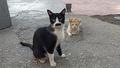 G�ren ger�ek b�y�k san�yor! Kedi 'Pala Remzi'nin g�r�nt�s� ilgi oda�� oldu