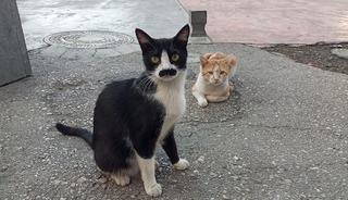 G&ouml;ren ger&ccedil;ek bıyık sanıyor! Kedi 'Pala Remzi'nin g&ouml;r&uuml;nt&uuml;s&uuml; ilgi odağı oldu