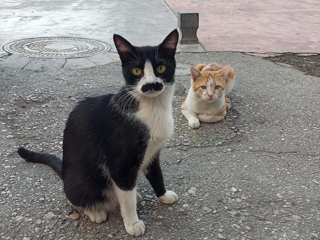 G&ouml;ren ger&ccedil;ek bıyık sanıyor! Kedi 'Pala Remzi'nin g&ouml;r&uuml;nt&uuml;s&uuml; ilgi odağı oldu