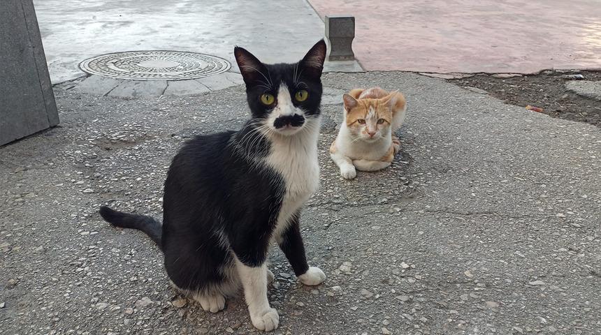 G&ouml;ren ger&ccedil;ek bıyık sanıyor! Kedi 'Pala Remzi'nin g&ouml;r&uuml;nt&uuml;s&uuml; ilgi odağı oldu