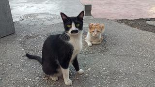 Gören gerçek bıyık sanıyor! Kedi 'Pala Remzi'nin görüntüsü ilgi odağı oldu
