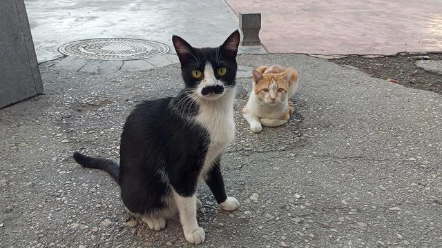 Gören gerçek bıyık sanıyor! Kedi 'Pala Remzi'nin görüntüsü ilgi odağı oldu