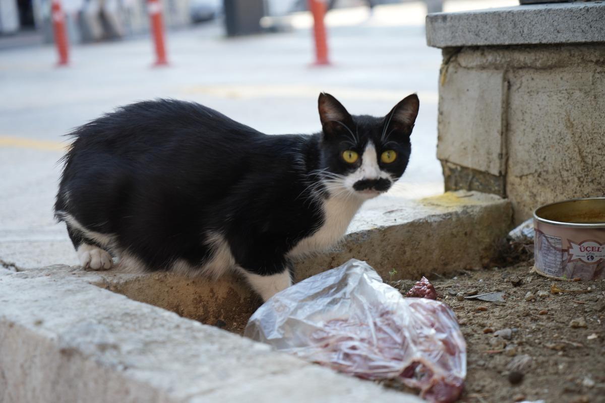 Gören gerçek bıyık sanıyor! Kedi Pala Remzi nin görüntüsü ilgi odağı oldu 1
