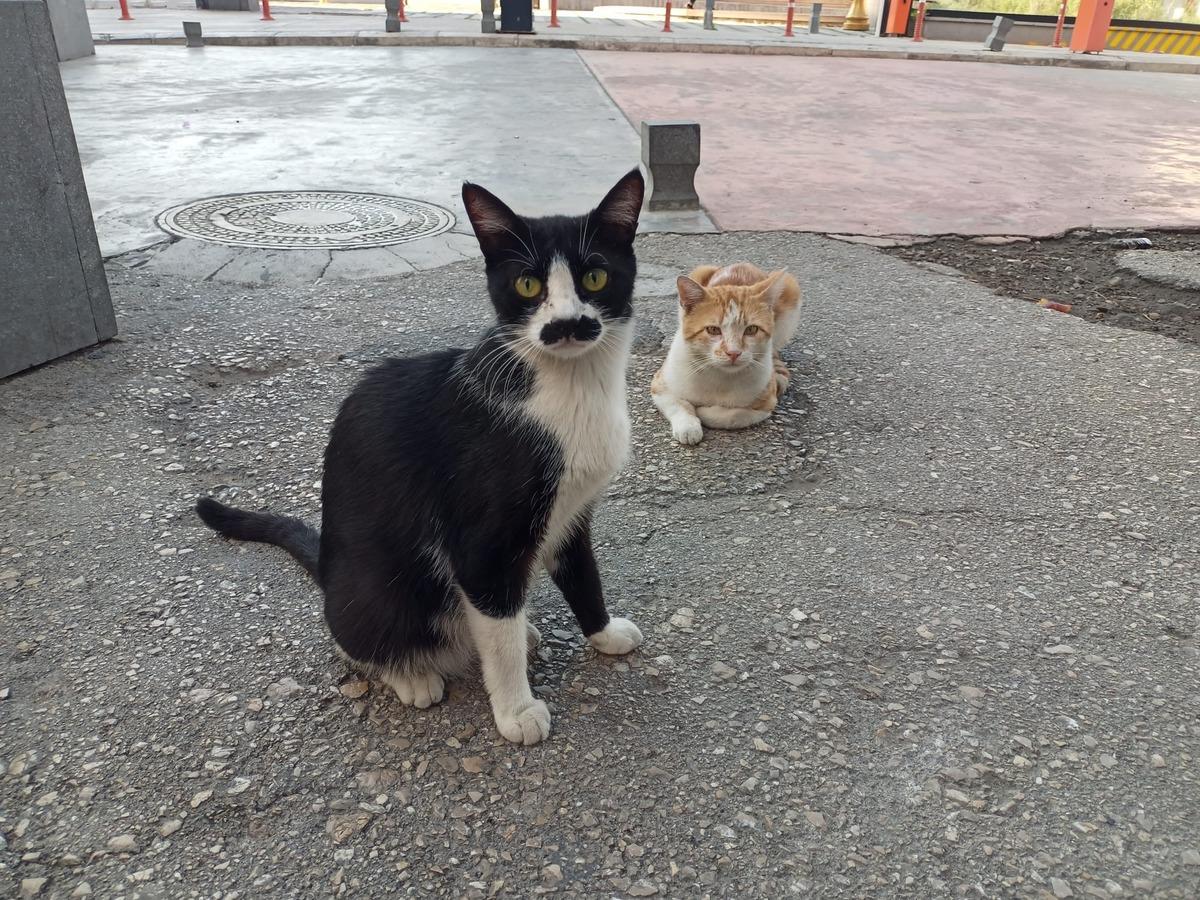 Gören gerçek bıyık sanıyor! Kedi Pala Remzi nin görüntüsü ilgi odağı oldu 2