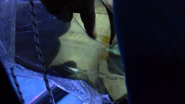 Akvaryumdaki köpekbalığına başarılı operasyon