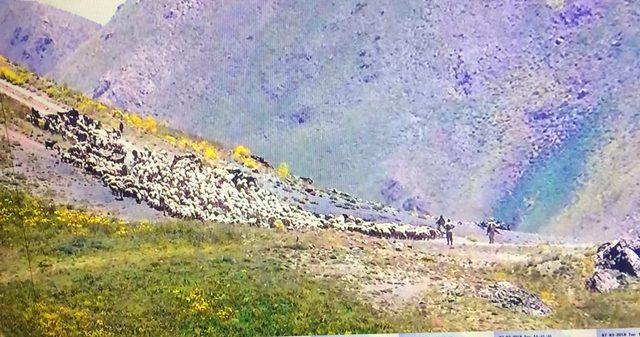 İran askerleri sınırda 970 hayvana el koydu, 4 çobanı gözaltına alındı