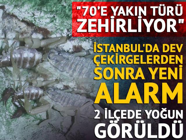 İstanbul'da dev &ccedil;ekirgelerden sonra yeni alarm! 2 il&ccedil;eye dikkat