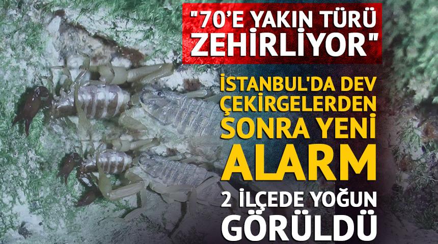İstanbul'da dev &ccedil;ekirgelerden sonra yeni alarm! 2 il&ccedil;eye dikkat