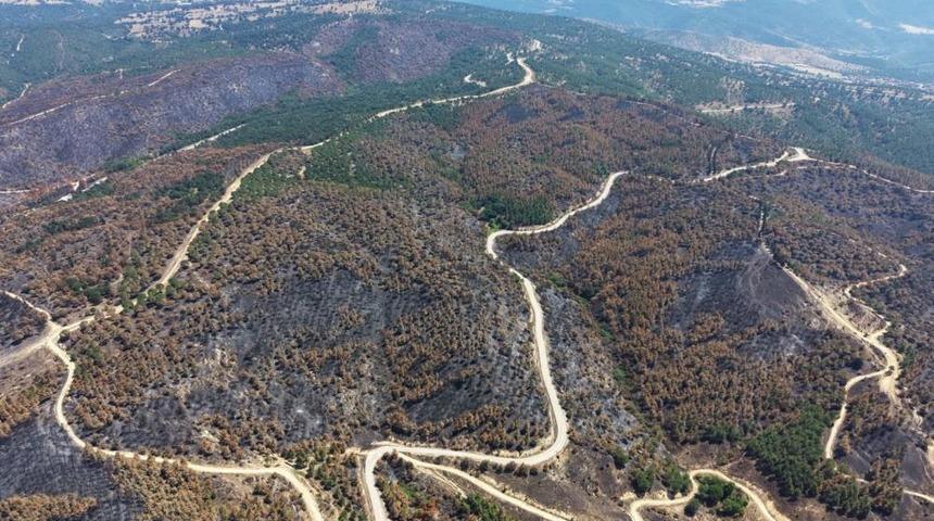 Susurluk&rsquo;ta yangından etkilenen ormanlık alan yeniden yeşillendirilecek