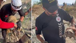 Yangın b&ouml;lgesinde canlıların tahliyesi i&ccedil;in seferber oldular