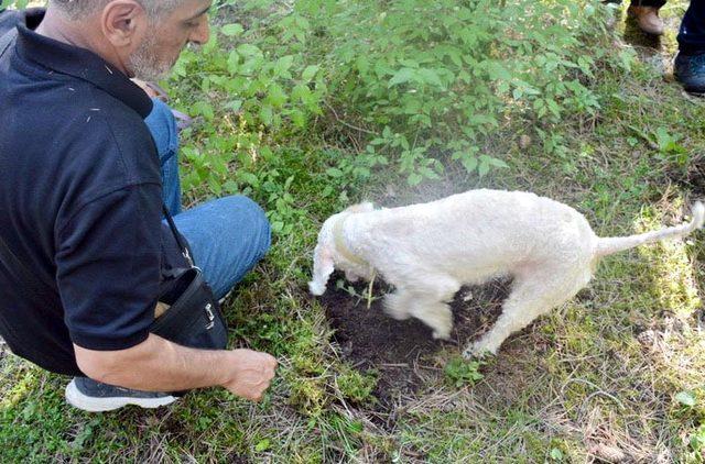 Bolu'da 'Trüf Mantarı' eğitimi