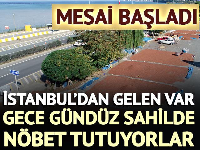 Fındıkta mesai başladı: Gece g&uuml;nd&uuml;z sahilde n&ouml;bet tutuyorlar