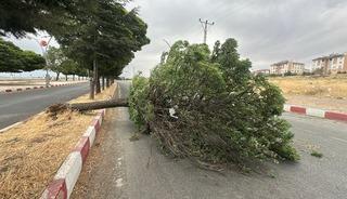 Van'da şiddetli r&uuml;zgar! Ağa&ccedil;lar devrildi