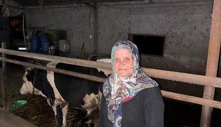 Sakarya'da bir kişi komşusuna ait danayı yaraladığı iddiasıyla g&ouml;zaltına alındı