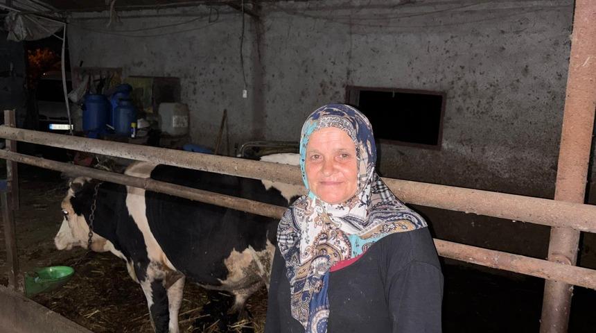 Sakarya'da bir kişi komşusuna ait danayı yaraladığı iddiasıyla g&ouml;zaltına alındı