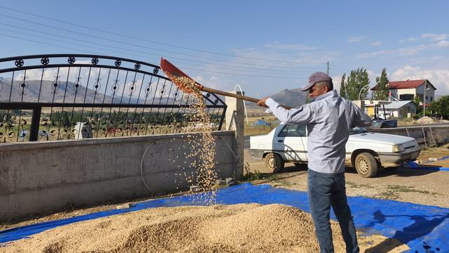 Nohut hasadı başladı: Aylar süren emek ürüne dönüştü