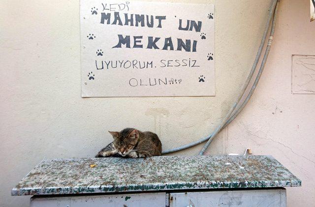 Kedi, elektrik panosunu yuva yaptı