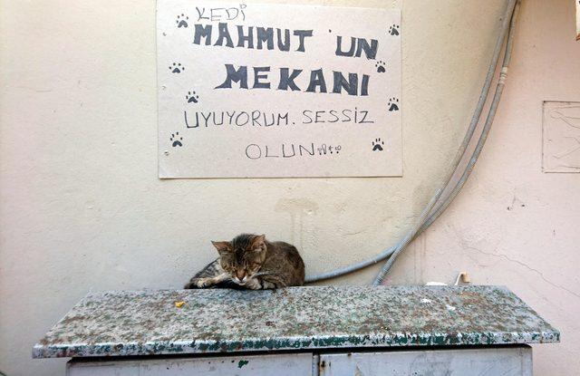 Kedi, elektrik panosunu yuva yaptı