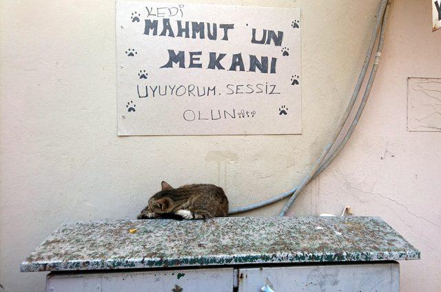 Kedi, elektrik panosunu yuva yaptı