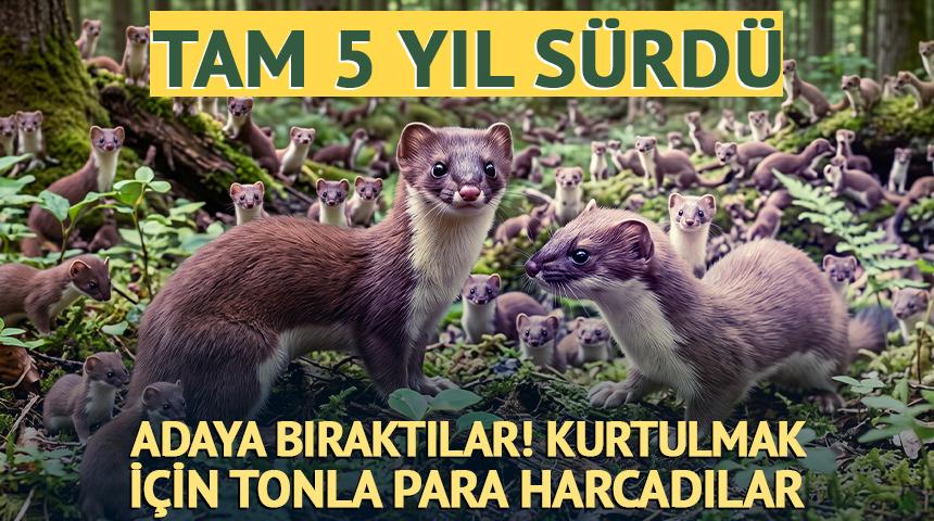 Adaya bıraktıkları gelinciklerden kurtulmanın bedeli ağır oldu