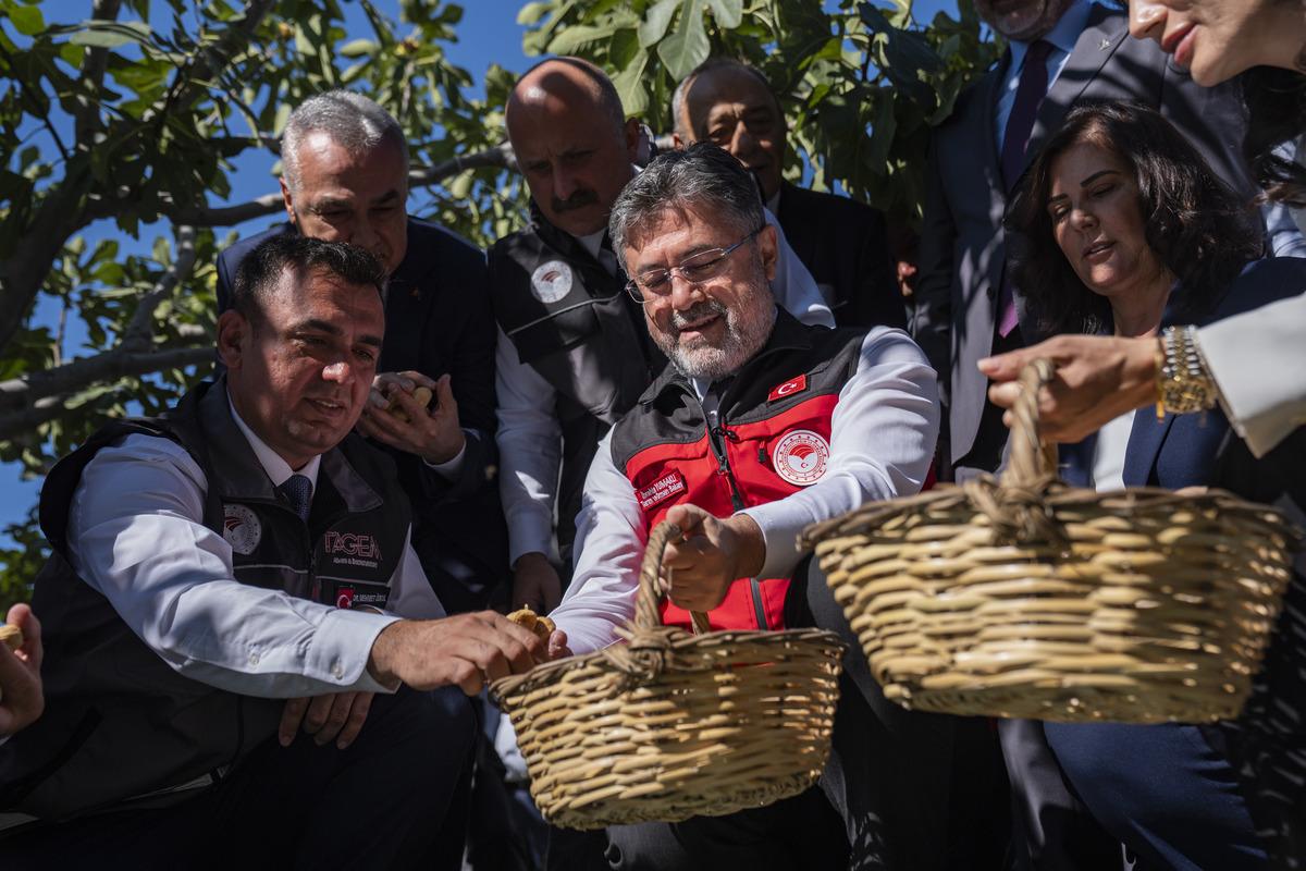 Tarım ve Orman Bakanı Yumaklı, Aydın da incir hasadında konuştu 1