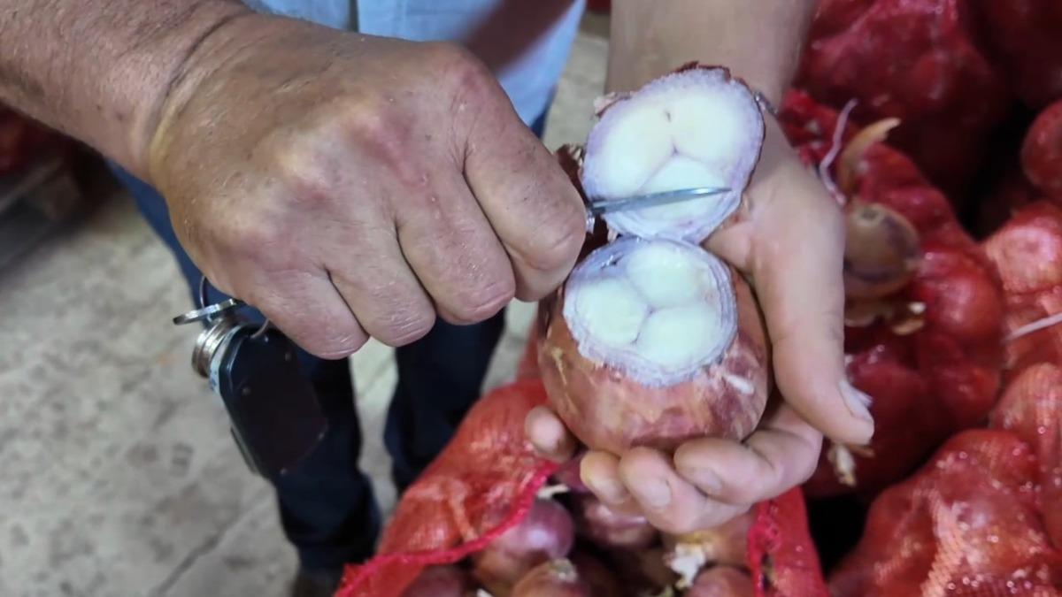 Tam 3 yılda sofraya geliyor! Susuz yetişmesiyle dikkat çekiyor 3