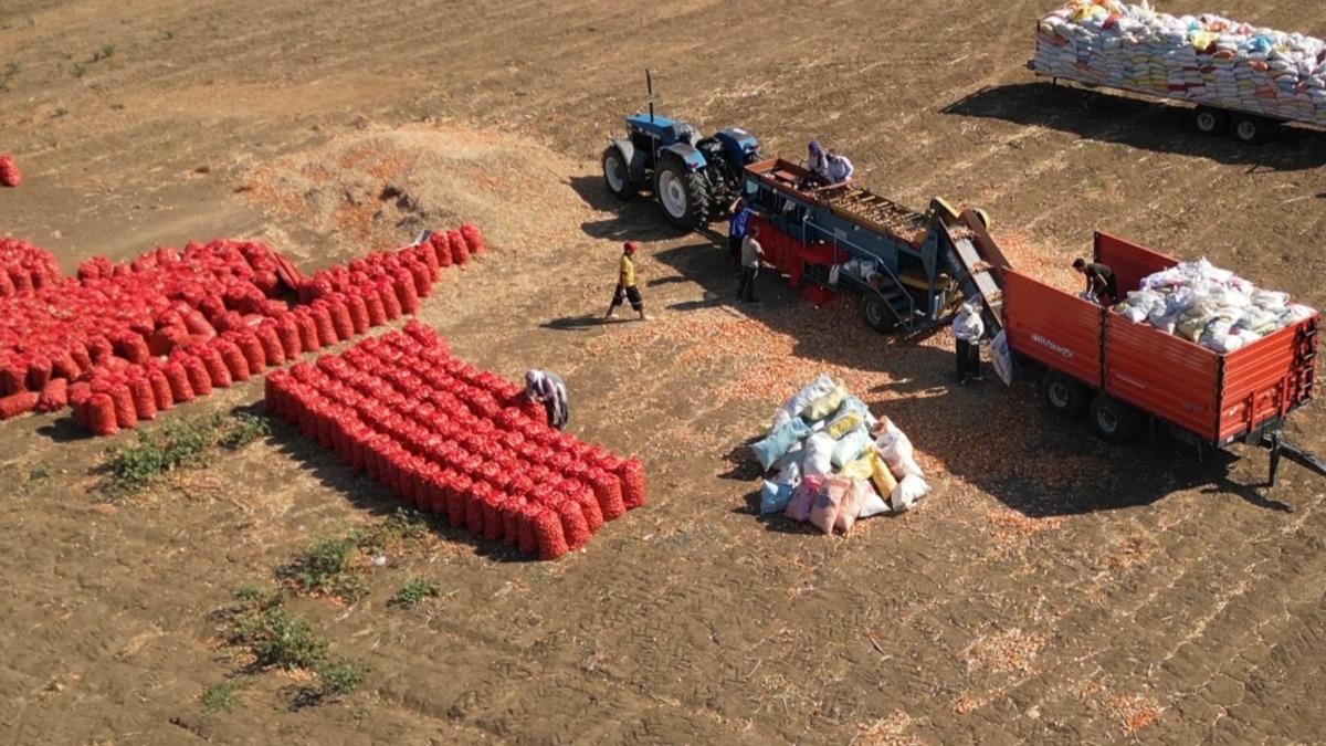 Tam 3 yılda sofraya geliyor! Susuz yetişmesiyle dikkat çekiyor 5