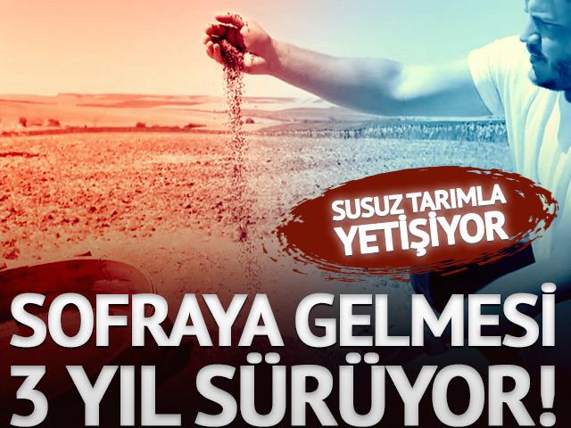 Tam 3 yılda sofraya geliyor! Susuz yetişmesiyle dikkat &ccedil;ekiyor