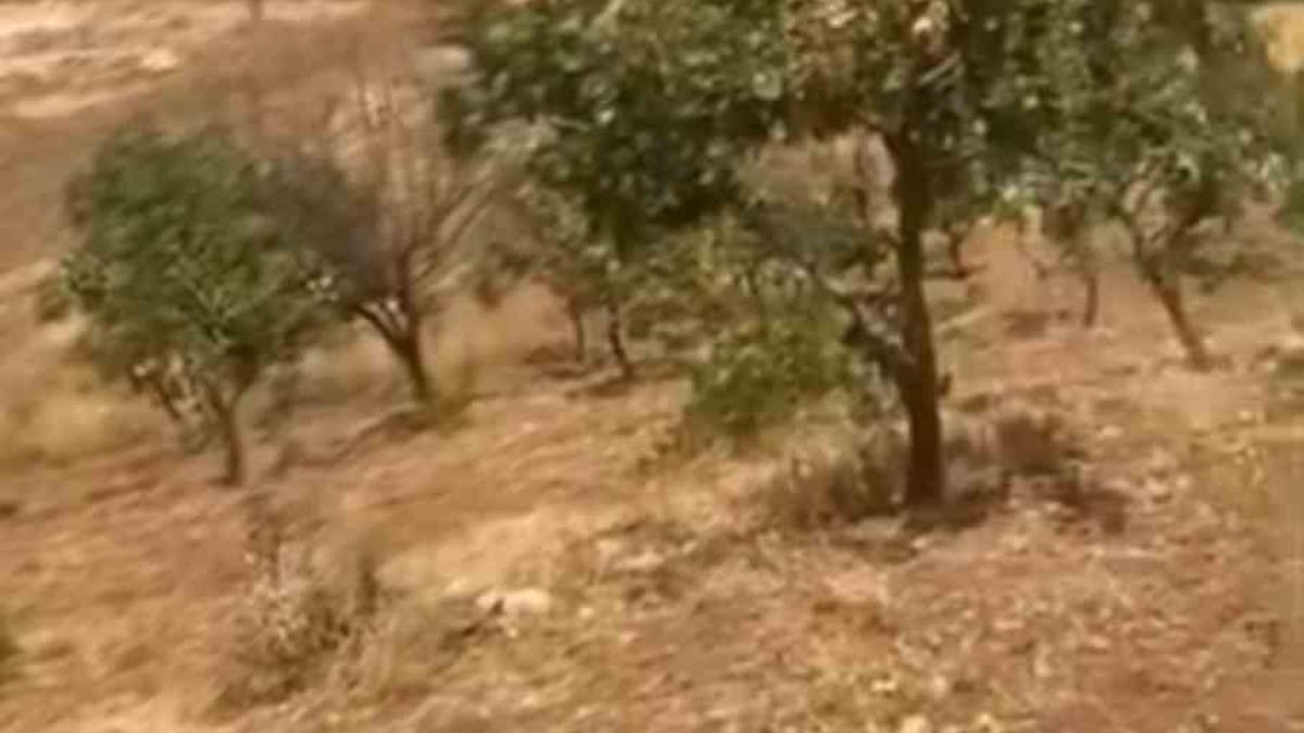 Siirt’te yaban domuzları 20 yıllık fıstık ağaçlarına zarar verdi - Mynet Yaşam