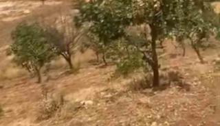 Siirt&rsquo;te yaban domuzları 20 yıllık fıstık ağa&ccedil;larına zarar verdi