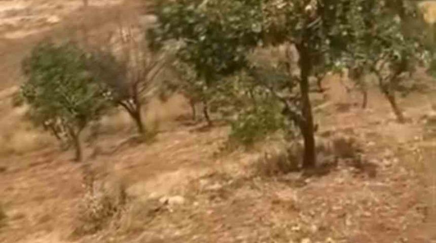 Siirt&rsquo;te yaban domuzları 20 yıllık fıstık ağa&ccedil;larına zarar verdi