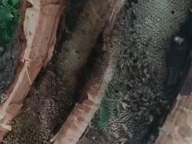 Arıları takip etti: Ağa&ccedil; kovuğunda kilo kilo bal buldu