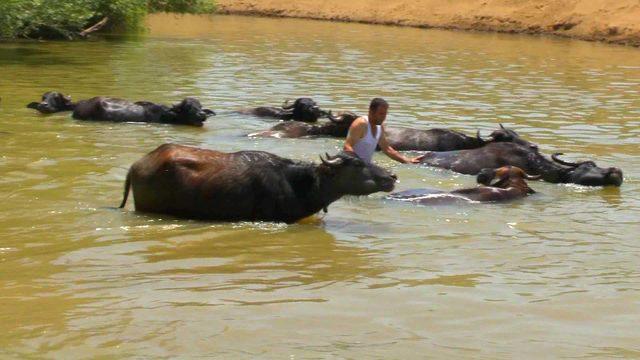 Sıcaktan bunalan hayvanlar, nehirde serinletiliyor