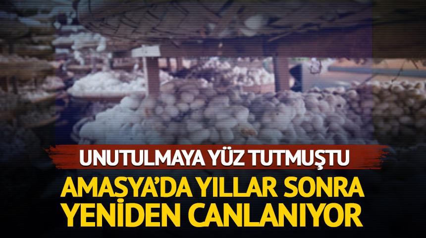 Amasya&rsquo;da ipek b&ouml;cek&ccedil;iliği yeniden canlanıyor! &Uuml;reticilere milyonluk destek