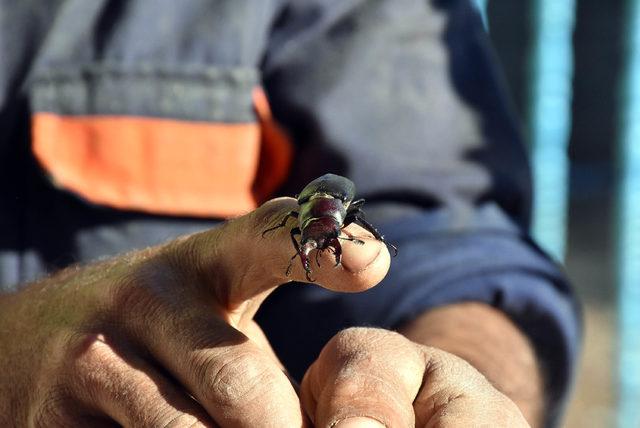Sivas'ta ilk kez 'geyik böceği' bulundu